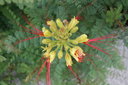 gal/cro 08/_thb_small-IMG_5376.JPG